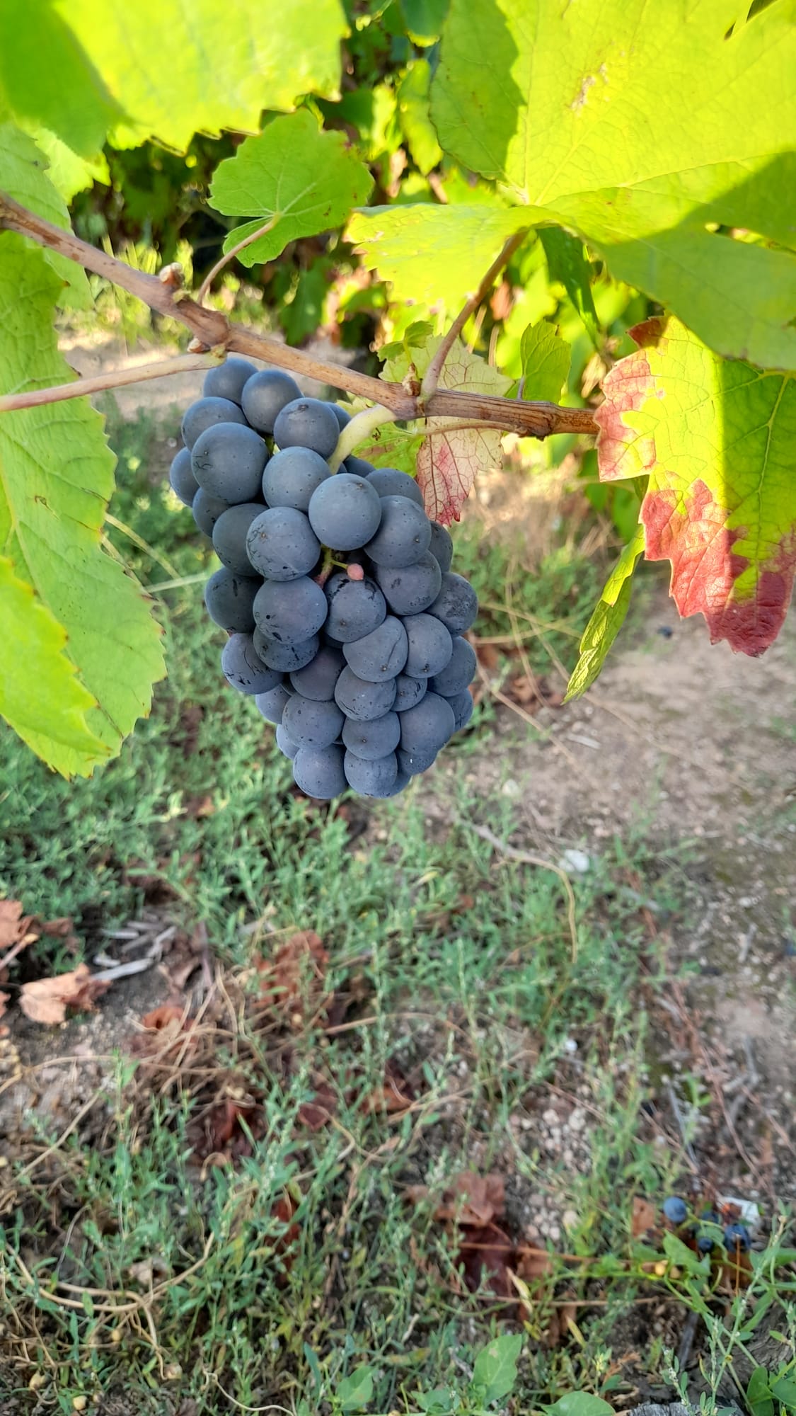 Galerie Domaine de la Rizolière 2